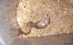 Gerbil rodents for sale: Super friendly gerbils from hobby breeder  - Image 40