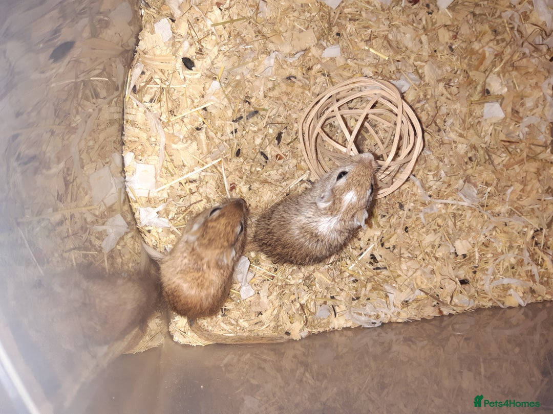 Gerbil rodents for sale: Super friendly gerbils from hobby breeder  - Image 40