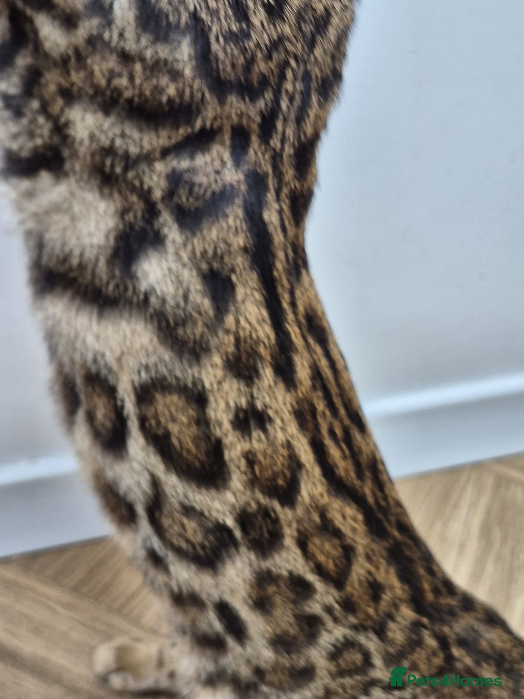Bengal cats for sale: Bengal boy - Image 11