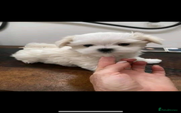 Maltese dogs for sale: Maltese - Image 3
