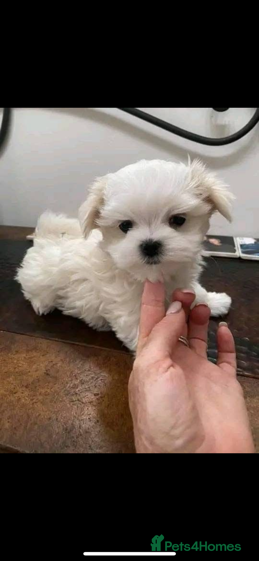 Maltese dogs for sale: Maltese - Image 3