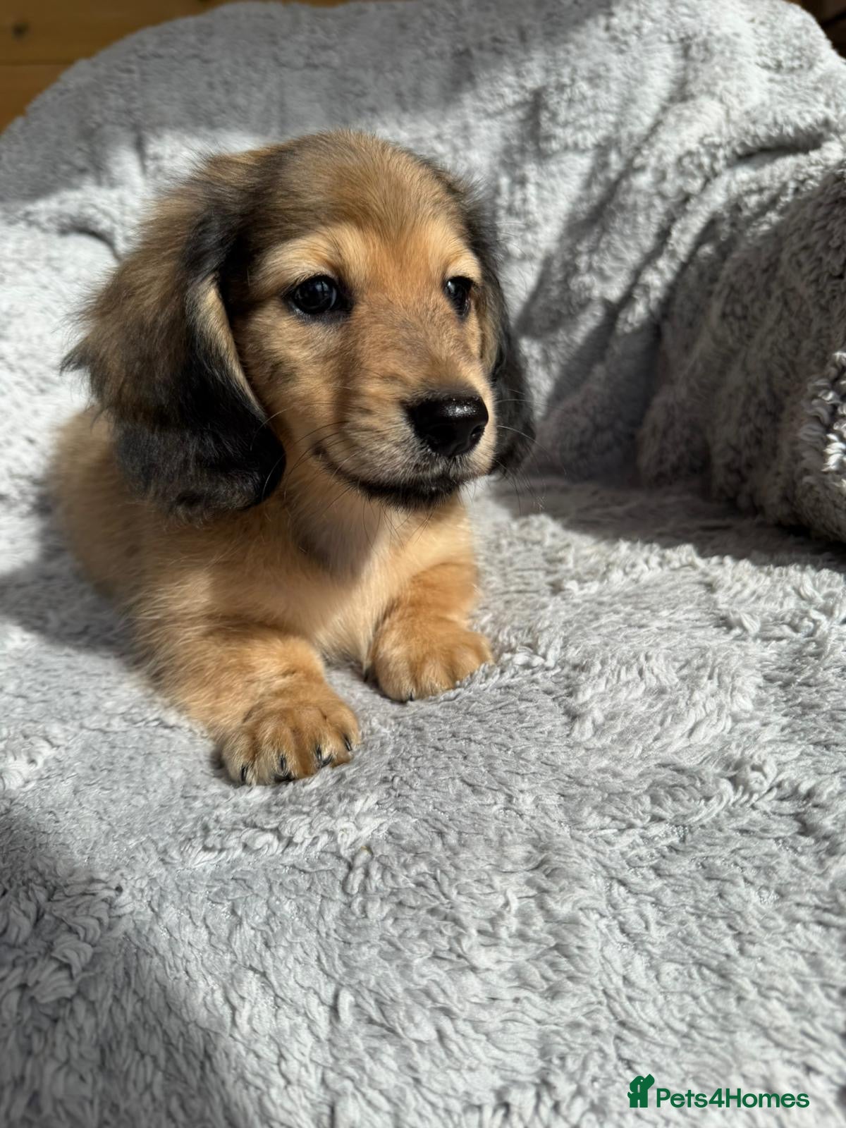 Miniature Dachshund dogs Ready to leave this weekend Cream long haired daxi - Advert 2