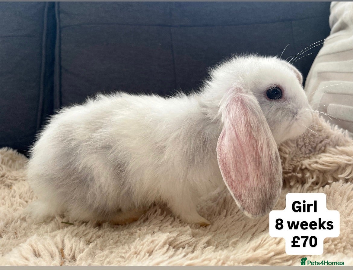 Mini Lop rabbits 🐰 Beautiful Bunny’s 🐰  - Advert 2