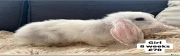 Mini Lop rabbits for sale: 🐰 Beautiful Bunny’s 🐰  - Advert 12