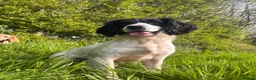 English Springer Spaniel dogs for sale: KC Registered Springer Spaniel Puppies - Advert 7