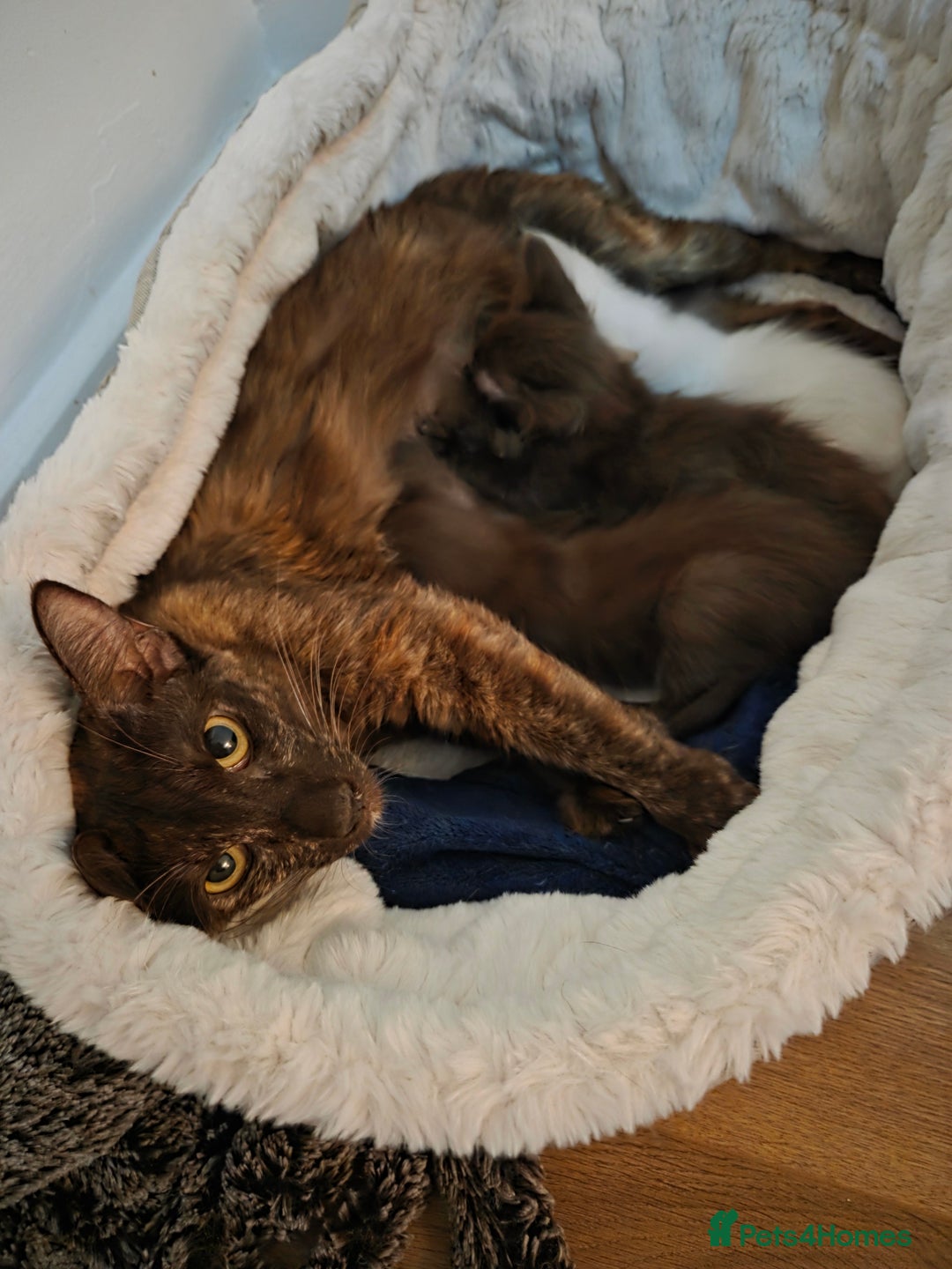 Balinese cats for sale: Beautiful Chocolate Oriental Longhairs  - Image 3