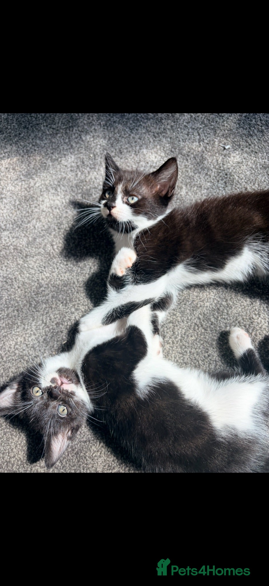 Mixed Breed cats Two lovely girls ready for homes  - Advert 1