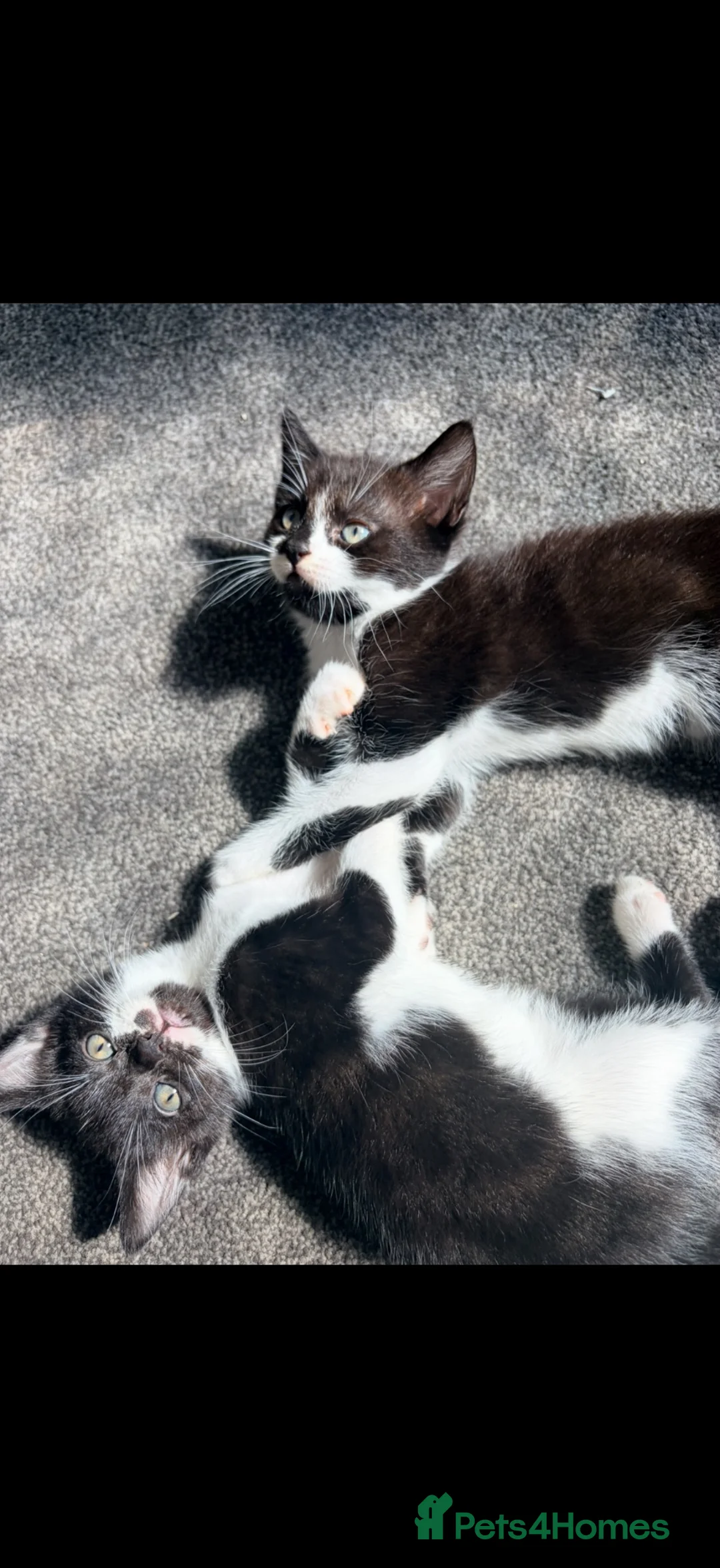 Mixed Breed cats for sale: Two lovely girls ready for homes  in Poole - Advert 1