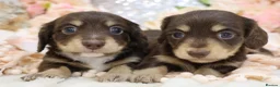 Miniature Dachshund dogs for sale: KC Longhair Miniature Dachshund Puppies - Advert 33