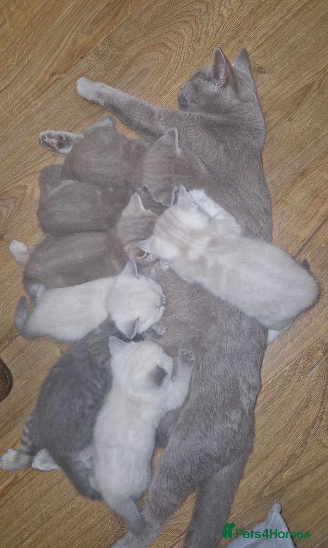 British Shorthair cats for sale: Beautiful Kittens- British Shorthair X Maine Coon - Advert 5