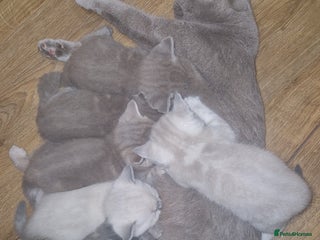 British Shorthair cats Beautiful Kittens- British Shorthair X Maine Coon - Advert 1