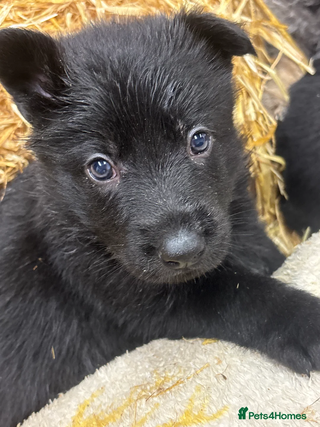 German Shepherd dogs for sale: Beautiful German Shepard puppies - Advert 19