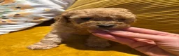 Cockapoo dogs for sale: Stunning home reared F1B cockapoos in Dudley - Advert 8