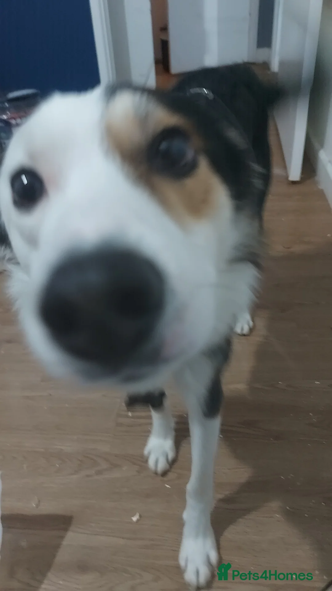 Border Collie dogs for sale: Free due to ill health  - Advert 4