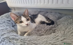Mixed Breed cats for sale: Bengal x British Short Hair Kitten  - Image 11