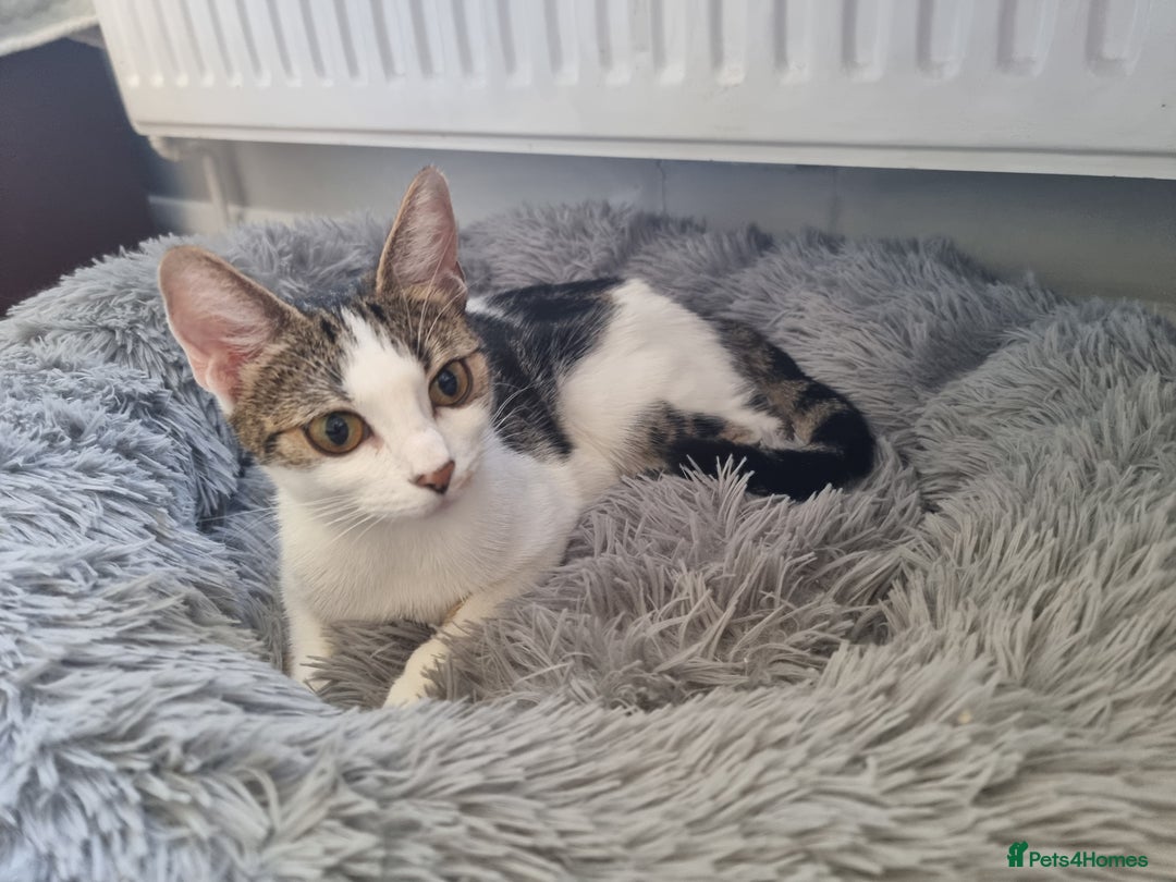 Mixed Breed cats for sale: Bengal x British Short Hair Kitten  - Image 11