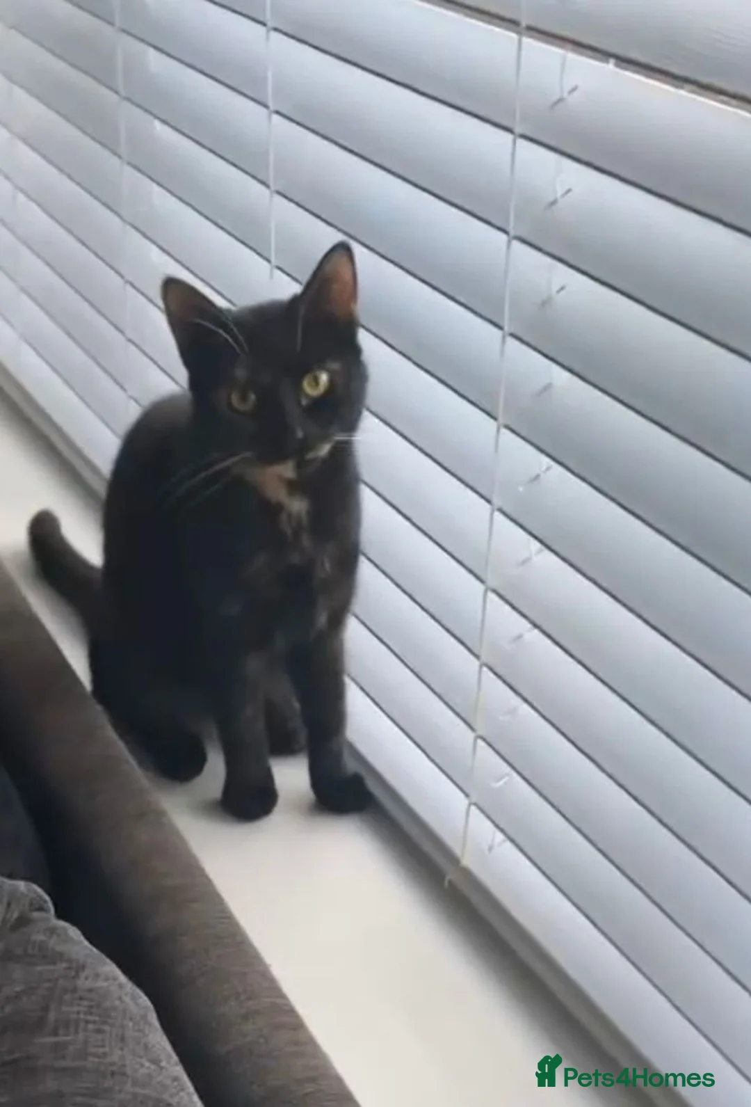 Mixed Breed cats for sale: Adorable Kittens Looking for Loving Homes 🐱❤️ in Walsall - Advert 2