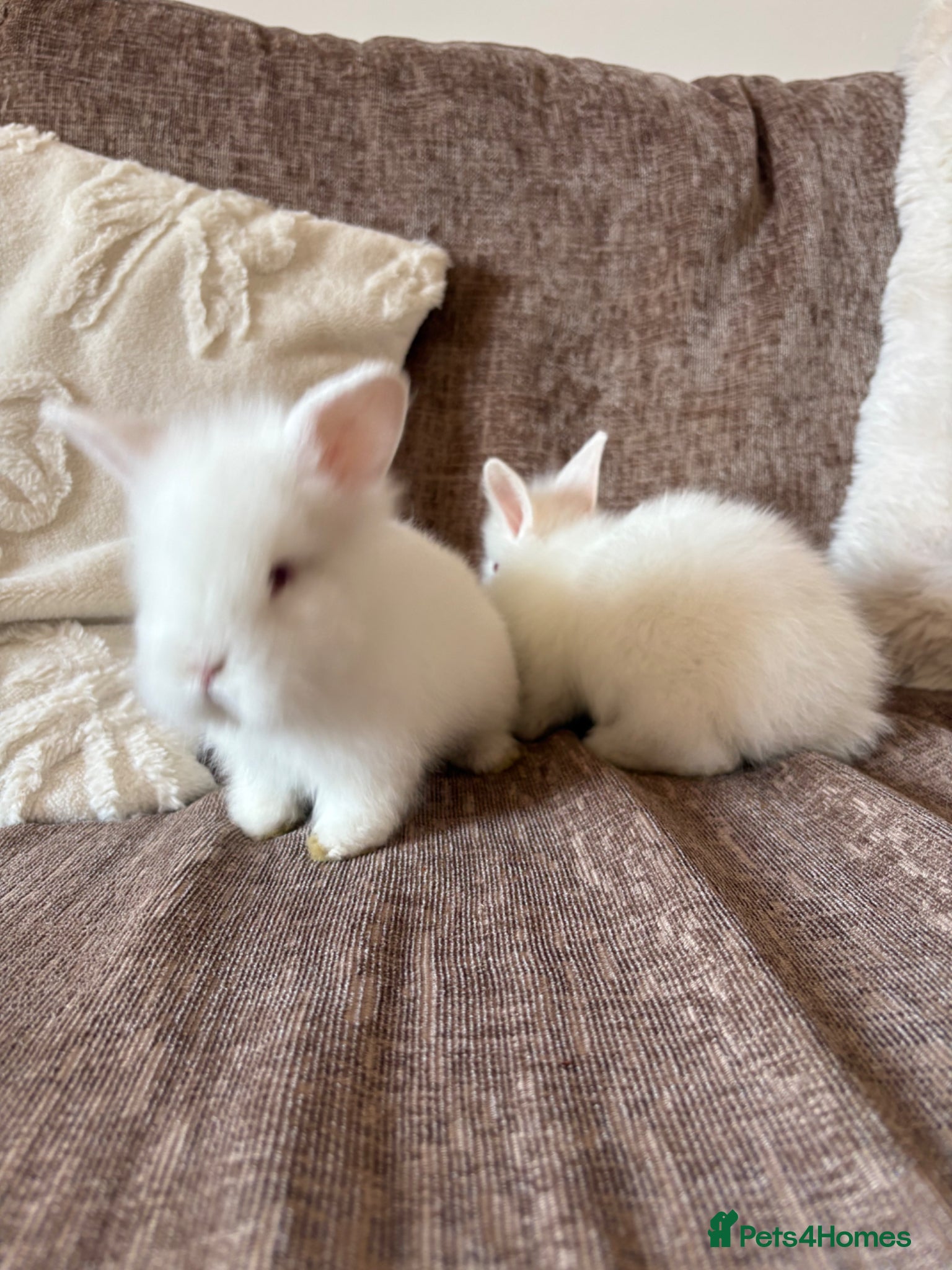 Lionhead rabbits Pure gorgeous bundles of joy!  - Advert 4