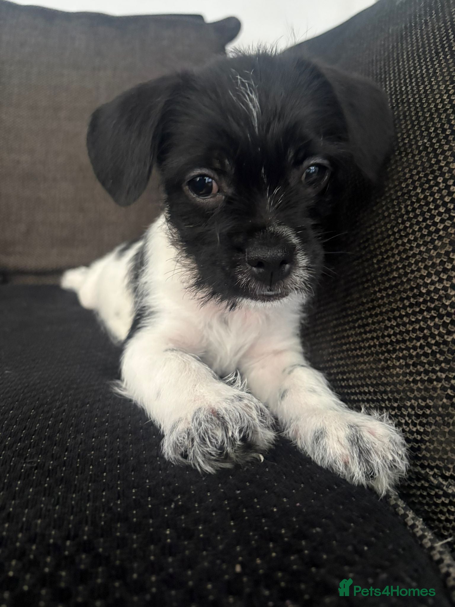 Mixed Breed dogs REDUCED**3 girls and 1 boy left** - Advert 11