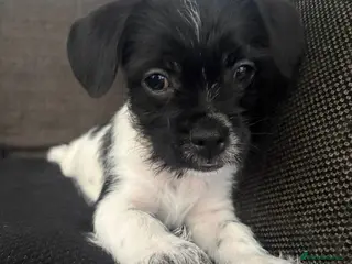 Mixed Breed dogs REDUCED**3 girls and 1 boy left** - Advert 11
