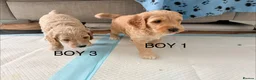 Cockapoo dogs for sale: Beautiful F2 Cockapoo Puppies in Birmingham - Advert 10