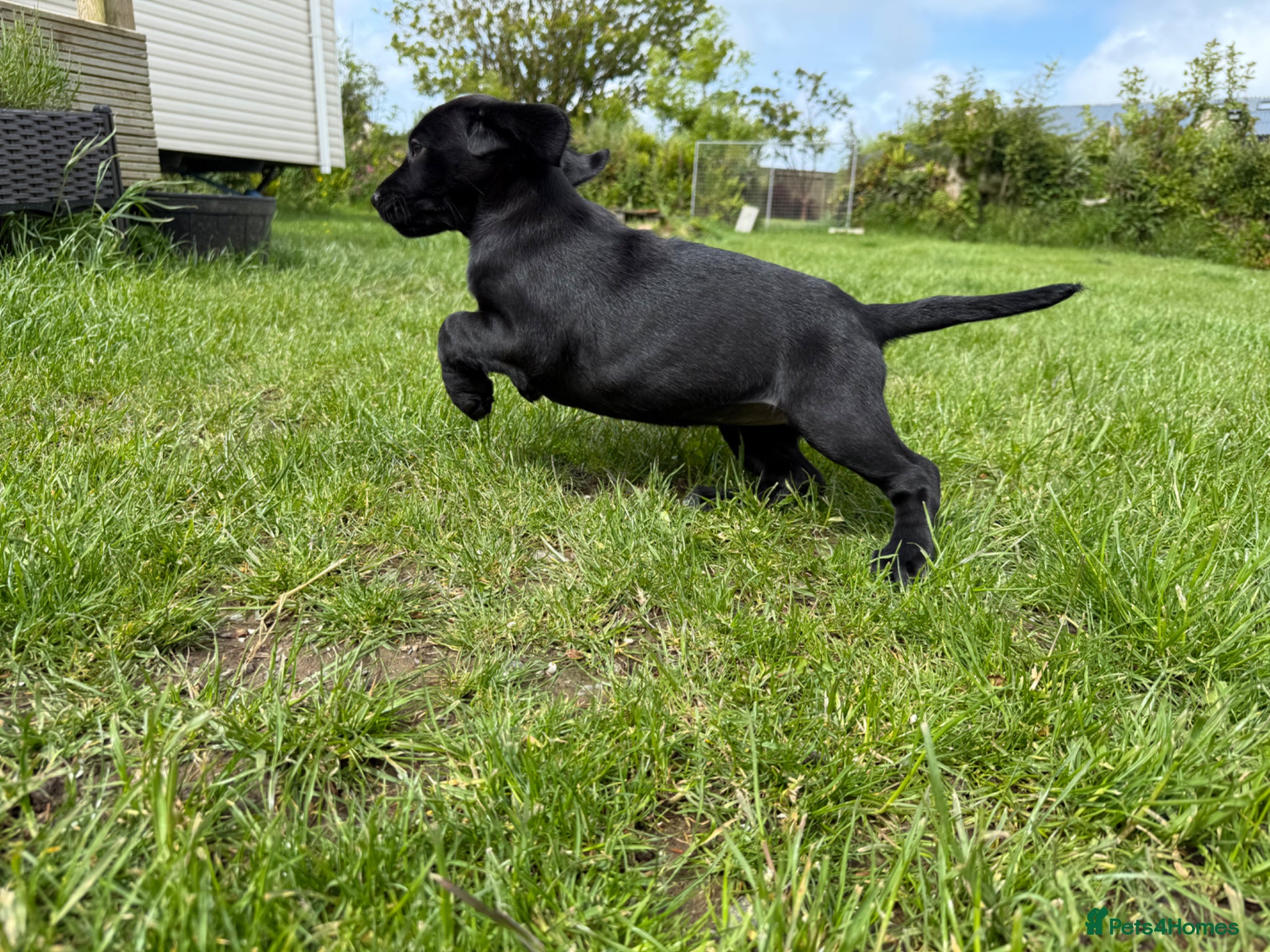 Springador dogs for sale: Spaniel x Labrador puppies  - Advert 3