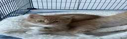 Mixed Breed cats for sale: British Shorthair Mix Kittens  - Advert 4