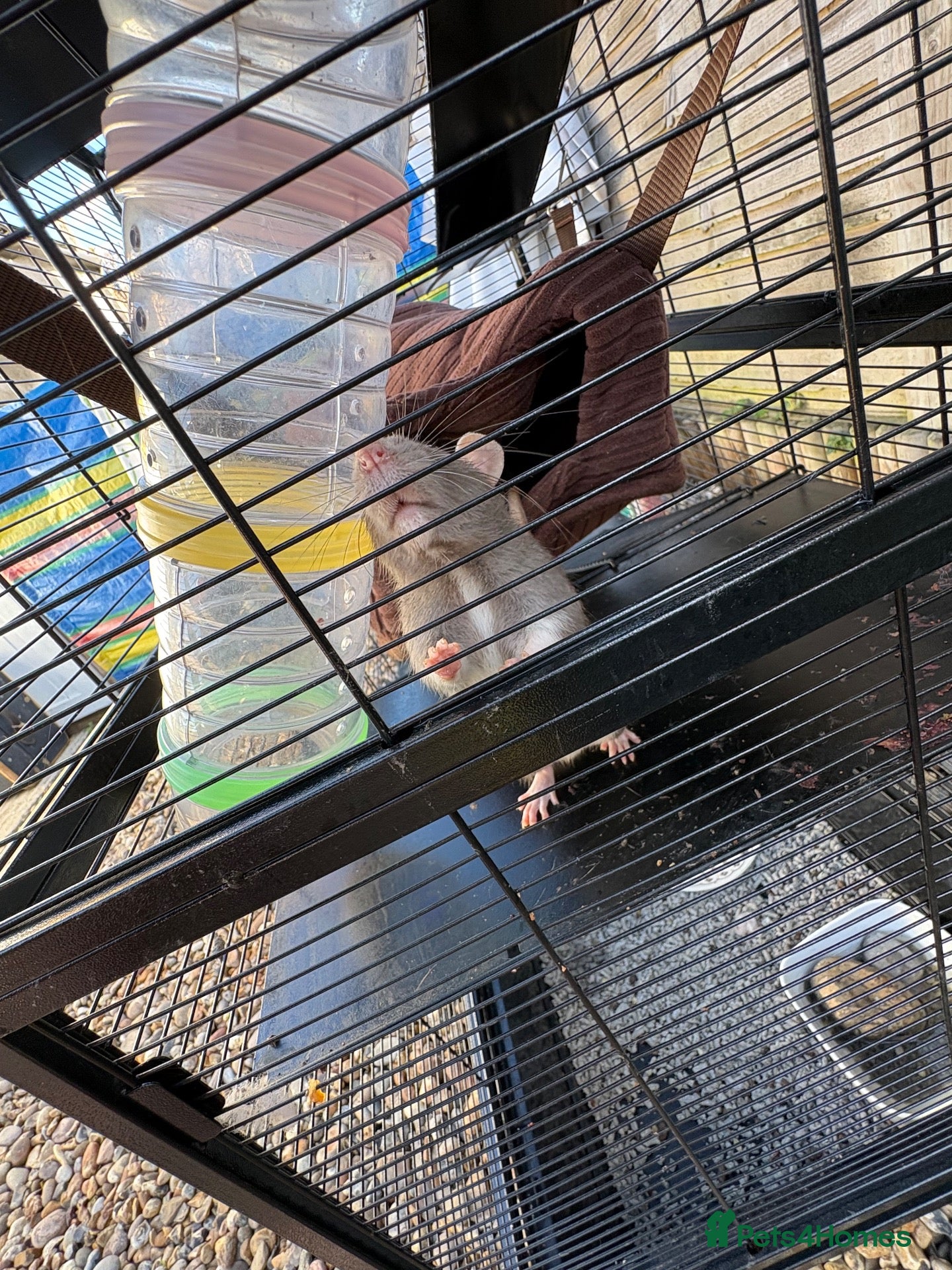 Rat rodents 3 female pet rats - Advert 1
