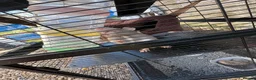 Rat rodents for sale: 3 female pet rats - Advert 1