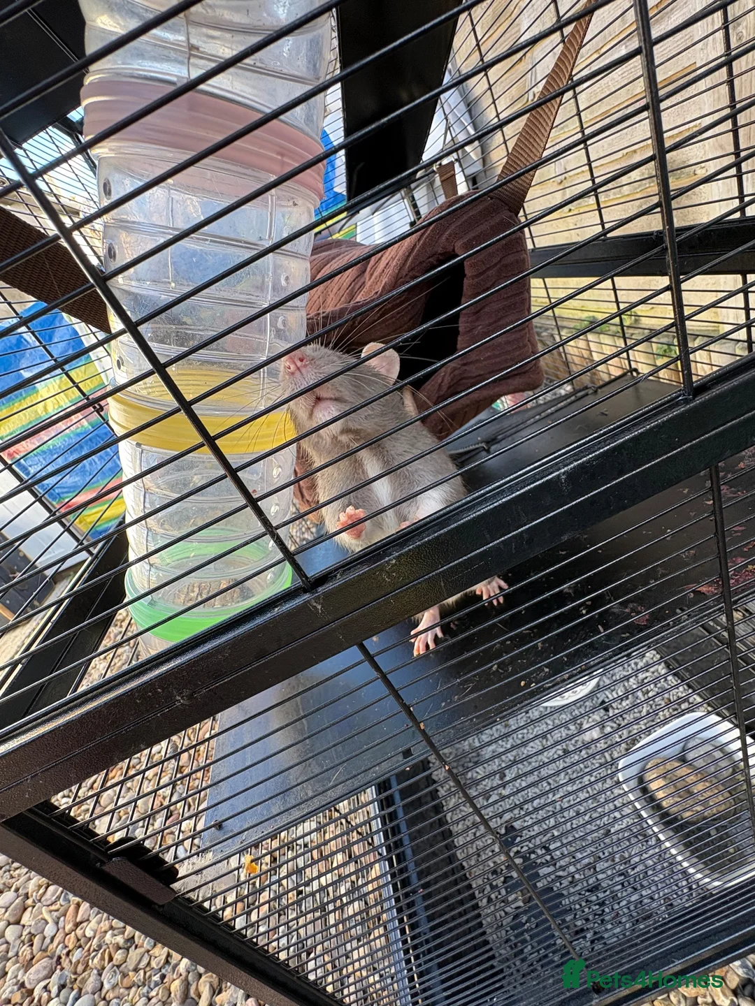 Rat rodents for sale: 3 female pet rats - Advert 1