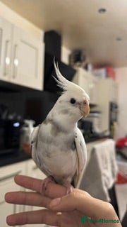 Cockatiels birds Tame Silly Male Cockatiel - Advert 1