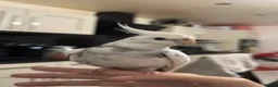 Cockatiels birds for sale: Tame Silly Male Cockatiel - Advert 1