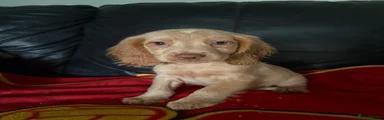 Cocker Spaniel 2