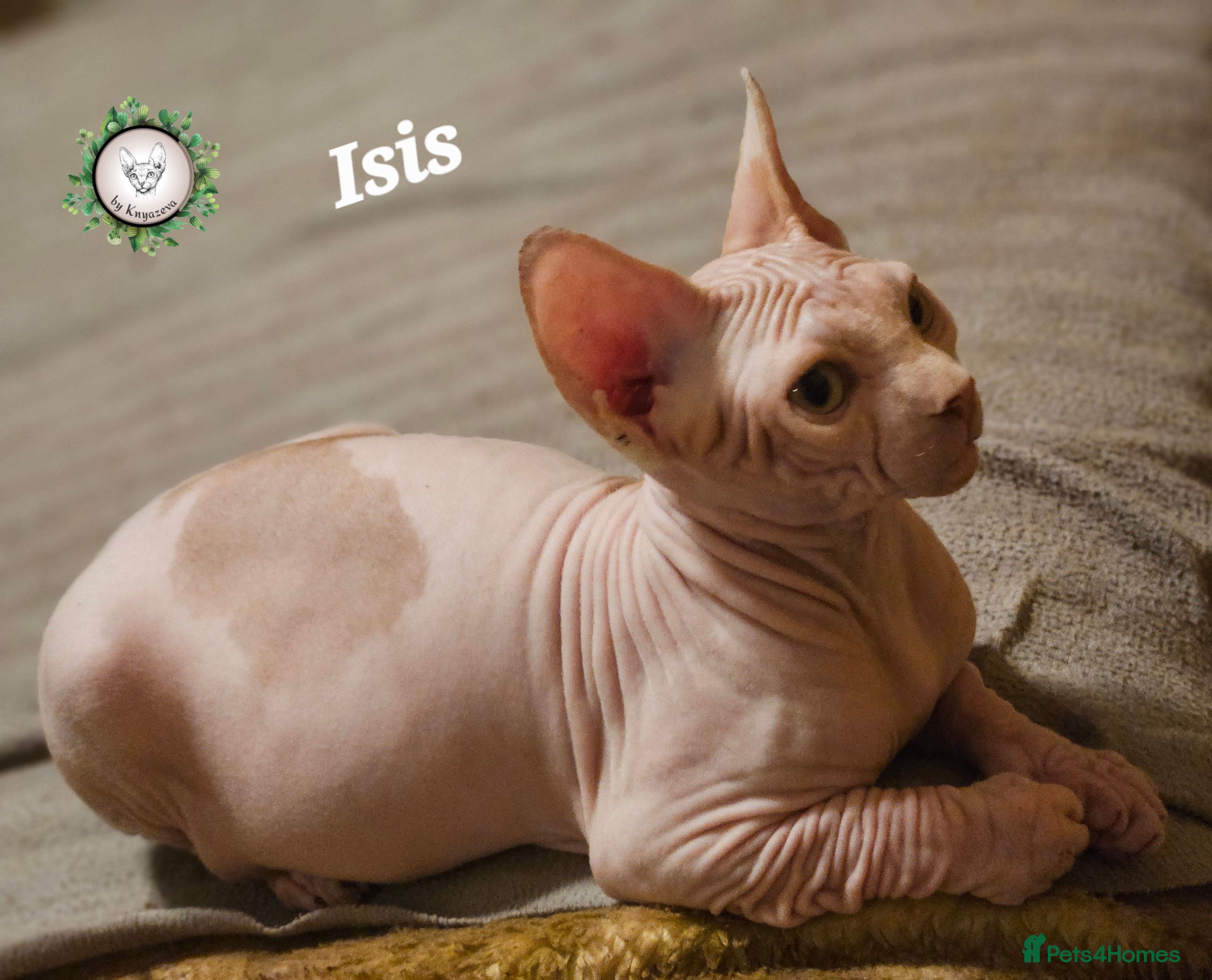 Sphynx cats Adorable Canadian Sphynx – Champion line - Advert 2