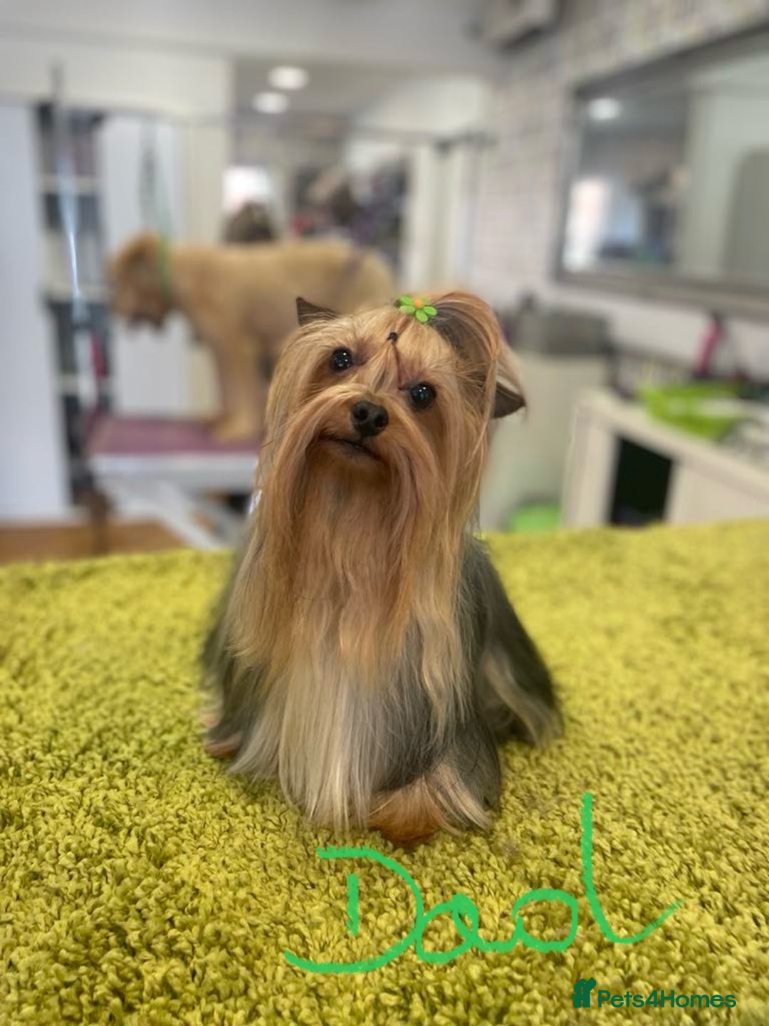 Yorkshire Terrier dogs for sale: ⭐ Yorkieshire Terrier puppies – KC Registered ⭐ - Advert 5