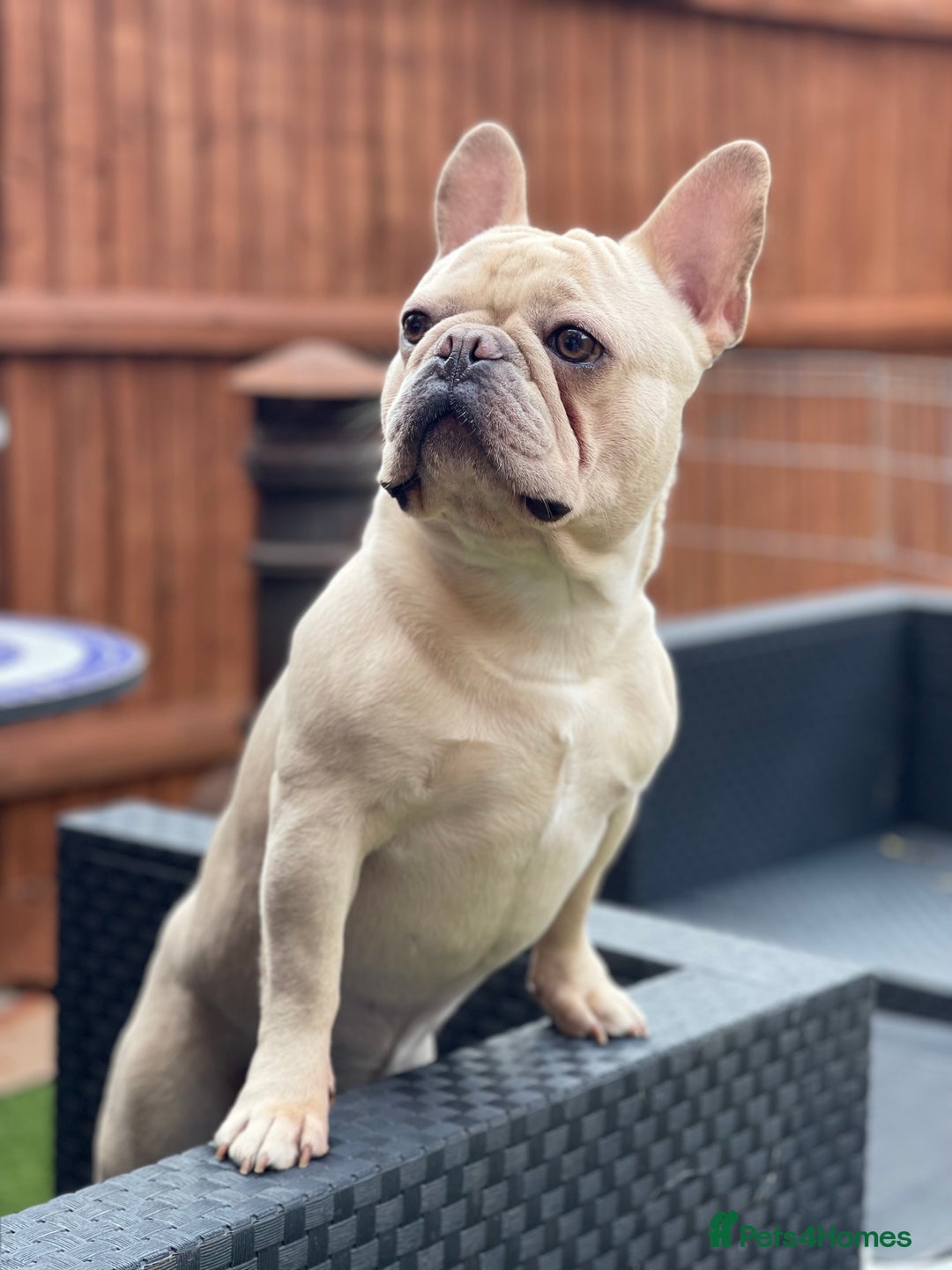 French Bulldog dogs for stud: 🌟🔥LILAC PLATINUM KC REG FRENCH BULLDOG STUD🔥🌟 in Uxbridge - Image 2