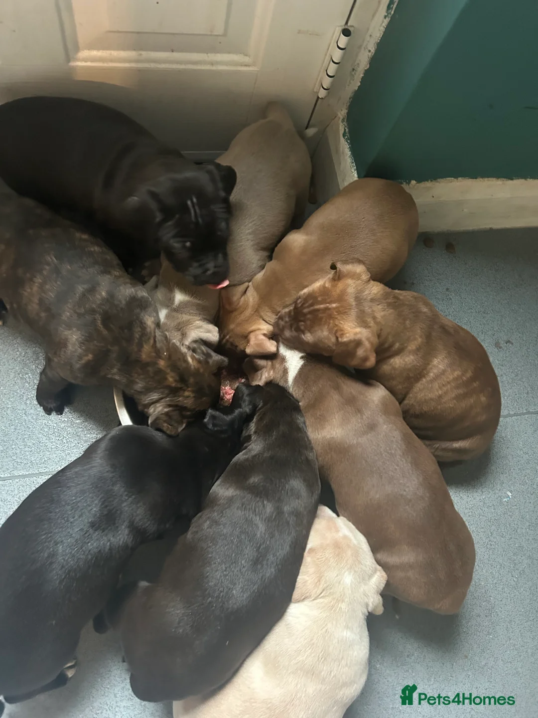 Staffordshire Bull Terrier dogs for sale: American staff puppies  - Advert 3