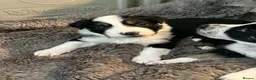 Border Collie dogs for sale: Beautiful border collie pups  - Advert 1