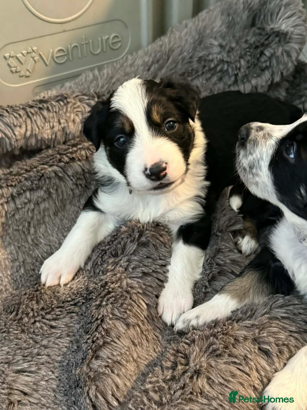 Border Collie dogs for sale: Beautiful border collie pups  - Advert 1