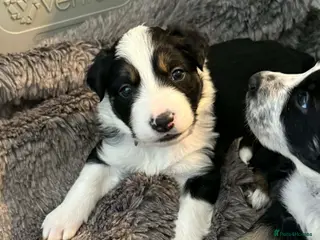 Border Collie dogs Beautiful border collie pups - Advert 5