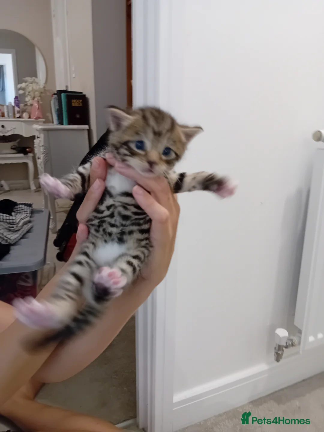 Bengal cats for sale: Bengal Kittens - Advert 13