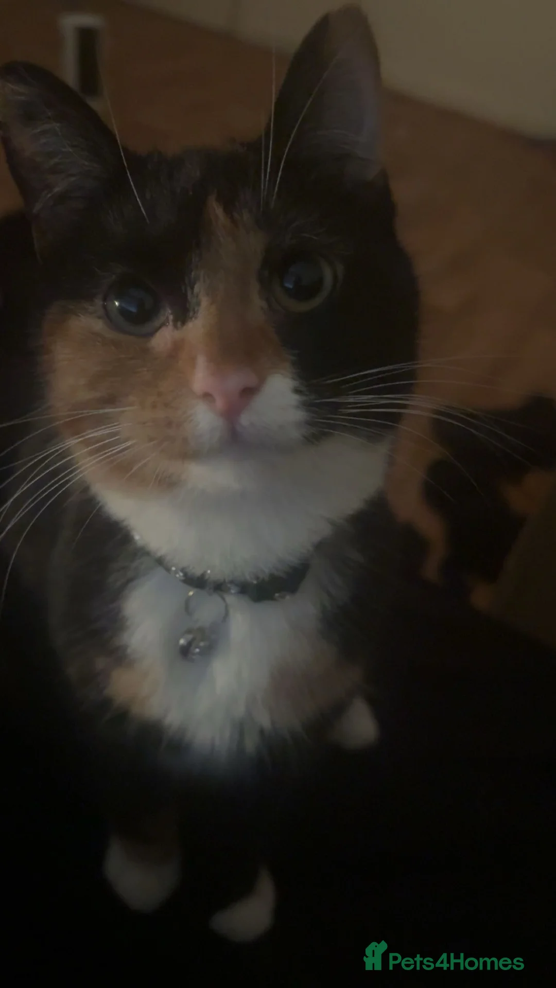 Mixed Breed cats for sale: Calico cat 1 year old  in Birmingham - Advert 2