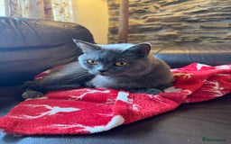 British Shorthair cats for sale: Pedigree British Shorthair Kittens - Image 9
