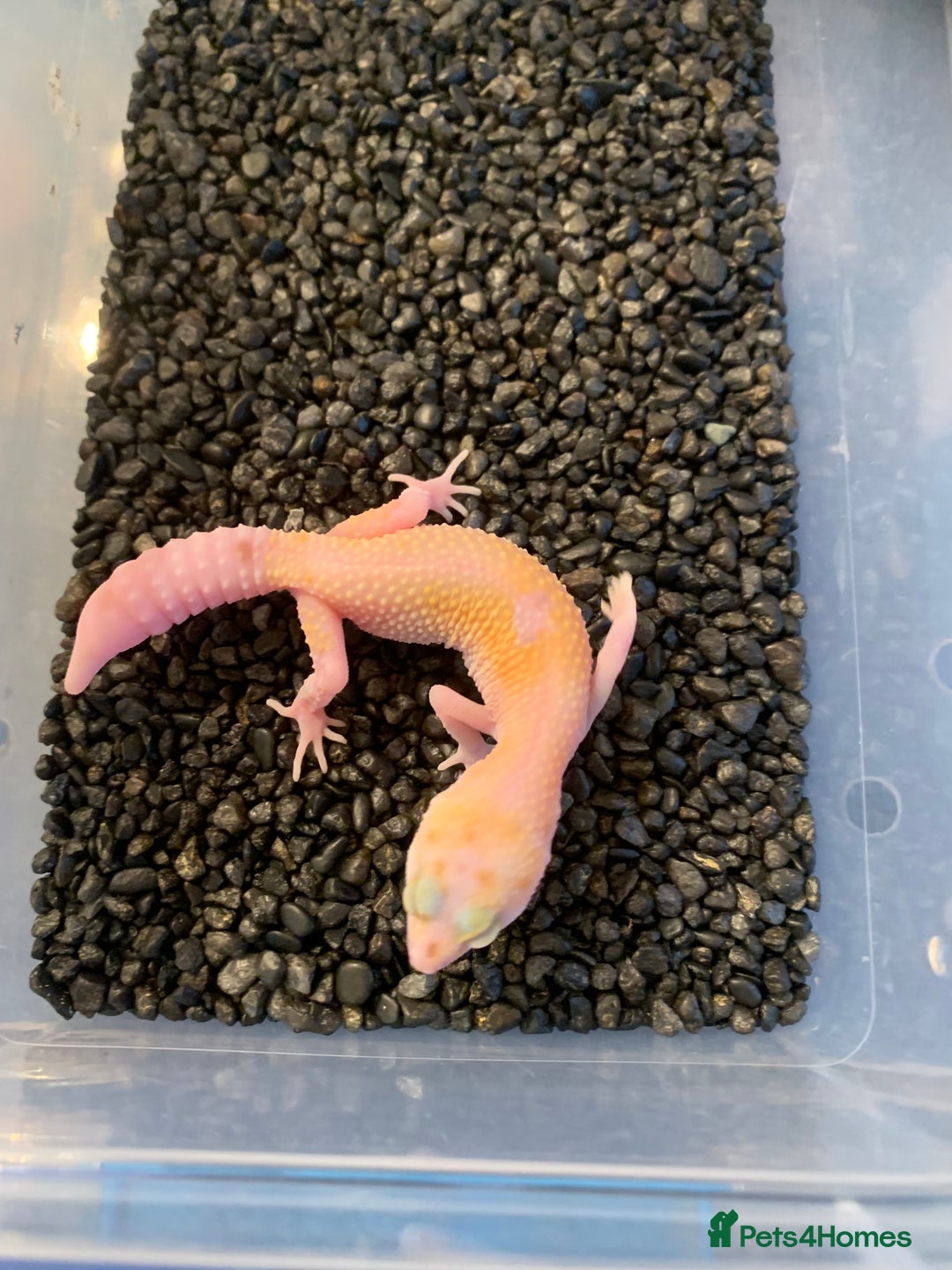 Leopard Gecko reptiles for sale: Baby leopard geckos cb25 - Advert 2