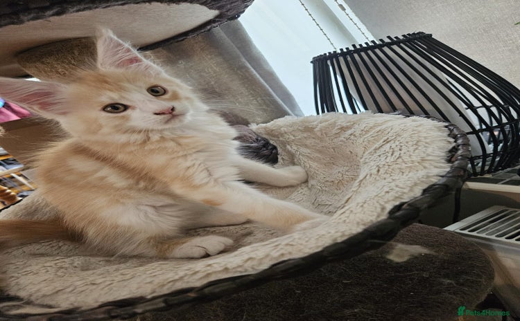 Maine Coon cats - Advert 1