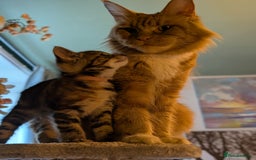 Mixed Breed cats for sale: We're just waiting for the perfect new home - Image 8