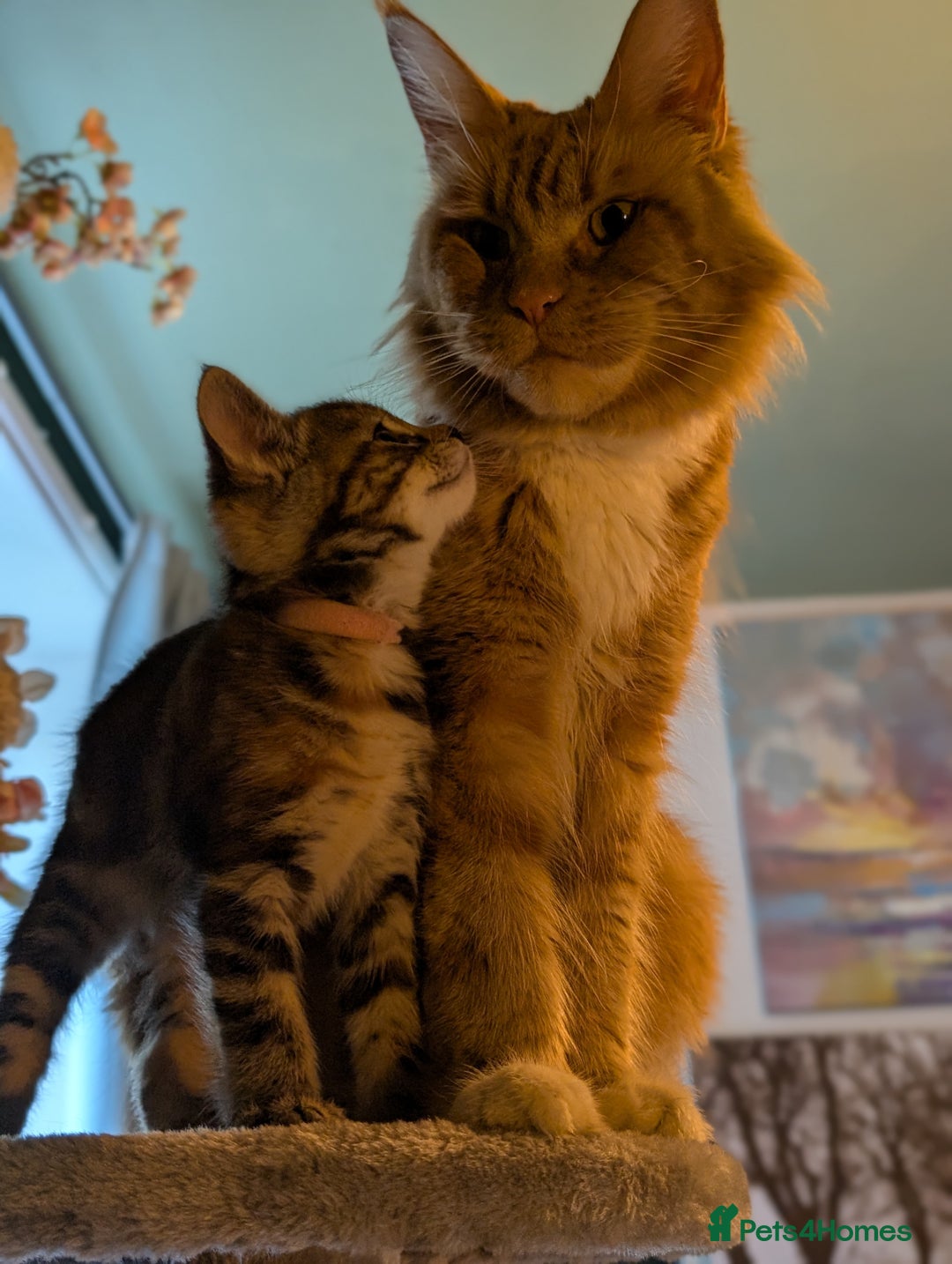 Mixed Breed cats for sale: We're just waiting for the perfect new home - Image 8