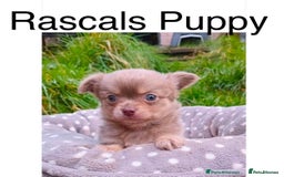 Chihuahua dogs for stud: KC Reg lilac Stunning Stud Boy in Bury Saint Edmunds - Image 7