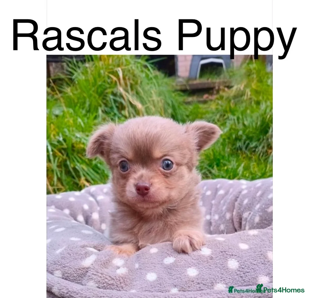Chihuahua dogs for stud: KC Reg lilac Stunning Stud Boy in Bury Saint Edmunds - Advert 7