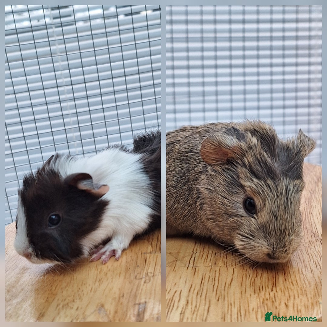Guinea Pig rodents for sale: 2 Guinea Pig Sows - Advert 1